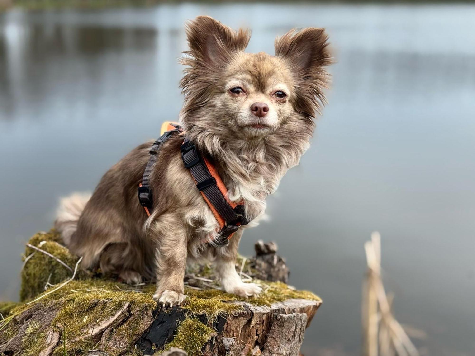 Villa Hundeurlaub Im Tiny House Im Wald Tanna Esterno foto